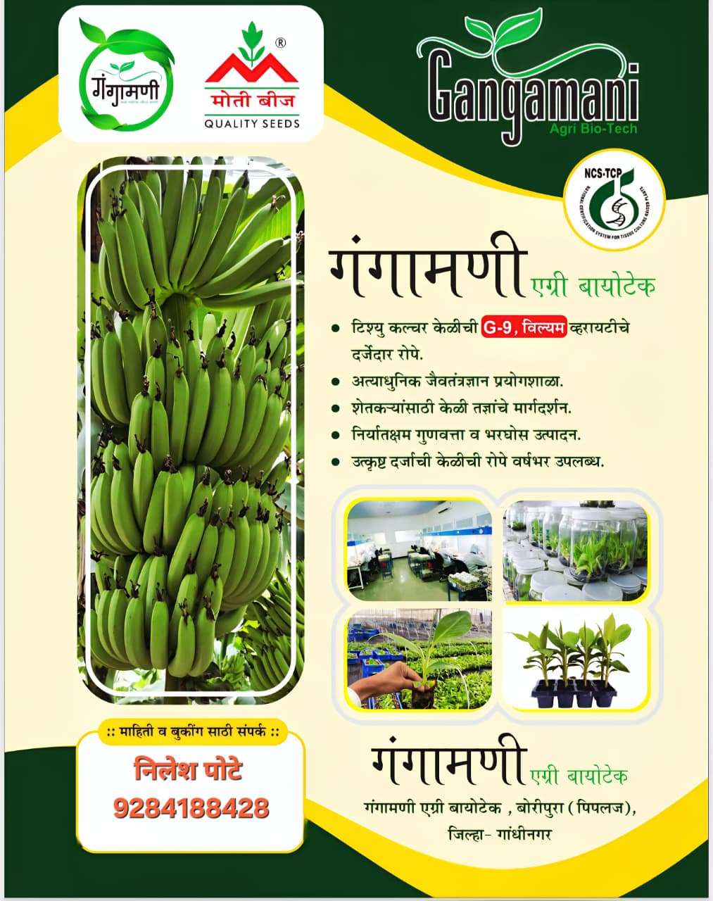 Gangamanni Agri Biotech NCS TCP G-9 Tissue Culture Banana Plants Poster
